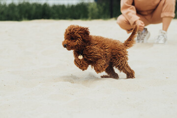 Beautiful Redhead Dog, Toy Poodle Breed Called Metti Jumping on the Sand Outdoors