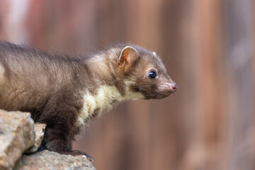 Side view of cute young marten posing outdoors. Horizontally. 