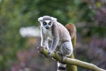 The ring-tailed lemur is posing outdoors. Horizontally. 