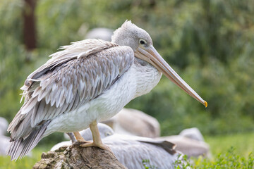 Side view of pink-backed pelican posing outdoors. Horizontally. 