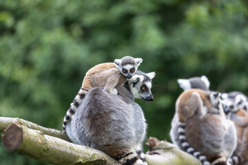 Group od adult and young ring-tailed lemur is posing outdoors. Horizontally.  © frank11