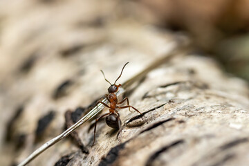 Ant carrying a straw on a birch tree branch closeup. Horizontally.