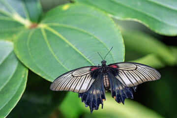 Southeast Asian Great Mormon butterfly (Papilio memnon) with open wings on green plant closeup.