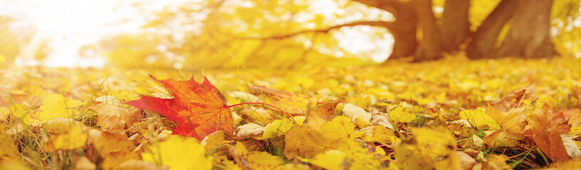 Closeup view of the carpet of colourful autumnal foliage in the park