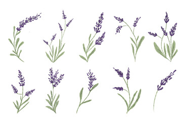 Fototapeta na wymiar Hand drawn purple lavender set 