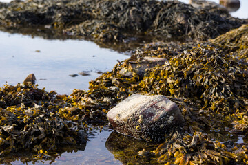 Image of rocks covered with seaweed in a shallow tidal pool