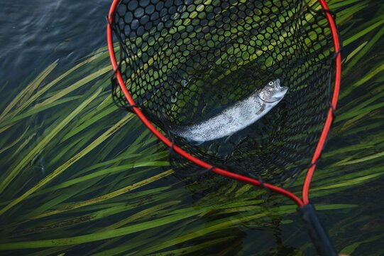 Closeup Of Fario Trout Caught By Fisherman