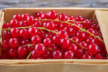 Red currants in wooden container