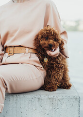 Redhead dog breed toy poodle sitting outdoors with woman