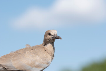 Close-up shot of a young turtle dove showing different facial expressions