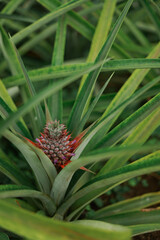 Pineapple fruit with flowers growing in a greenhouse on a Pineapple Plantation. São Miguel Island in the archipelago of Azores.