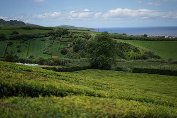 Panoramic Landscape view in a tea plantation on the island of São Miguel, Azores, Portugal - obrazy, fototapety, plakaty