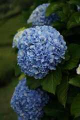 Blue hydrangea flower on a bush - obrazy, fototapety, plakaty