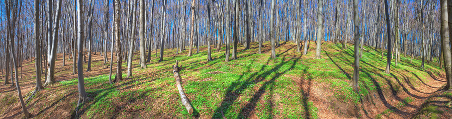 Obraz premium Spring landscape, banner, panorama - view of the deciduous forest in the rays of the spring sun