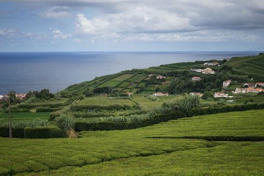 Panoramic Landscape view in a tea plantation on the island of S&atilde;o Miguel, Azores, Portugal