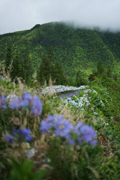 Hydrangea flowers growing by a road, S&atilde;o Miguel, Azores, Portugal