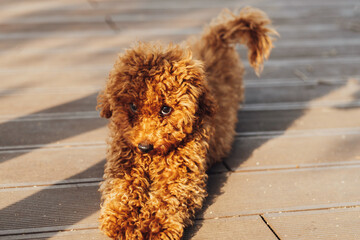 Cute redhead dog breed toy poodle laying on the ground outdoors and looking into camera with small eyes