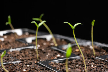 Growing tomatoes from seeds, step by step. Step 6 - many sprouts sprouted.