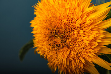 Decorative sunflower flower on a dark blue background.