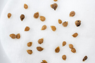 Growing tomatoes from seeds, step by step. Step 1 - soaking in water on a cotton pad