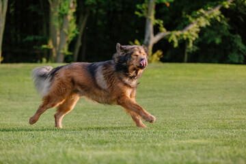 Dog breed Tibetan Mastiff on the grass