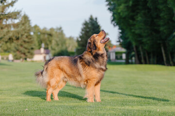 Dog breed Tibetan Mastiff on the grass