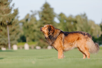 Dog breed Tibetan Mastiff on the grass