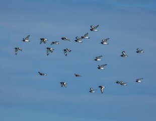 Closeup of a flock of oystercatchers flying in a cloudless blue sky