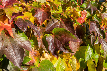 Close-up of a colourful hedge of wild wine in autumn