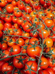 Heap of fresh ripened cherry tomatoes selling in the farmer's market. Fruits and vegetables background. Stock photo.