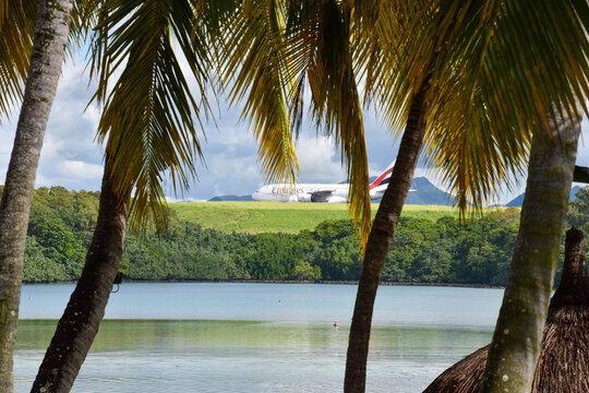 trees on the beach