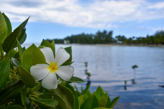 lily of the valley