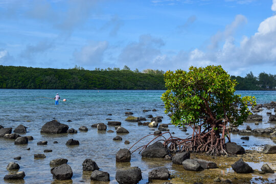 Mauritius Tree