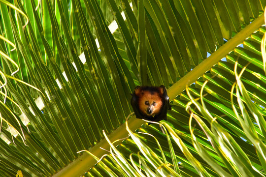 Bat on tree