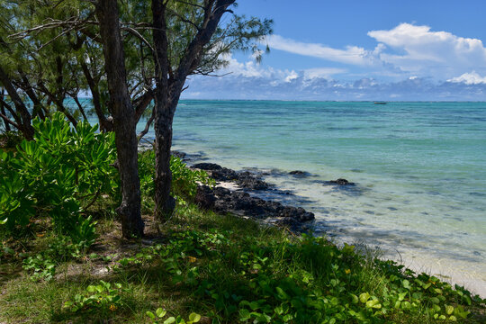beach with palm trees
