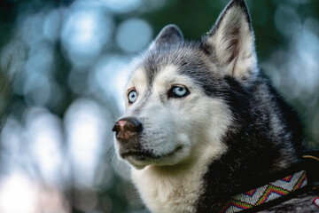 Husky 