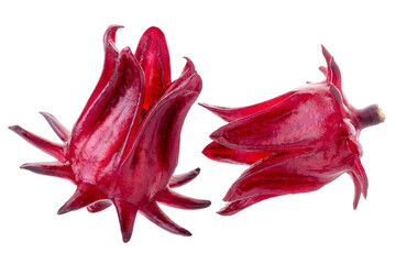 Roselle Hibiscus sabdariffa red fruit flower on alpha background