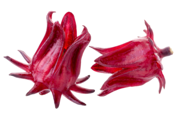 Roselle Hibiscus sabdariffa red fruit flower on alpha background
