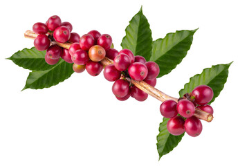 Fresh Arabica Coffee beans ripening isolated on alpha background - obrazy, fototapety, plakaty