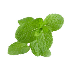 Green Mint leaves isolated on alpha background