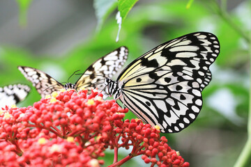 Large Tree Nymphs butterfly(Paper Kite butterfly,Rice Paper butterfly) and red flowers of Manila Leea,beautiful butterflies resting on the red flowers in the garden