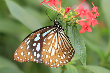 Blue Spotted Milkweed(Blue Tiger) butterfly,a beautiful colorful butterfly sitting on the red...