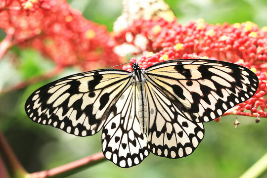 Large Tree Nymphs butterfly(Paper Kite butterfly,Rice Paper butterfly) and red flowers of Manila Leea,beautiful butterfly resting on the red flowers in the garden