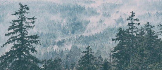 Panoramic view of forest with morning fog, analogue vintage toning