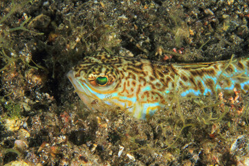 elongated fish perching on the sand at night on the seabed