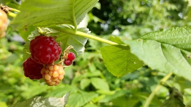 Close-up. Vitamin harvest of red juicy raspberries on a bush in the garden.