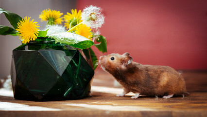 Cute gray hamster sniffs a bouquet of dandelions in a beautiful vase on the table in the sunlight