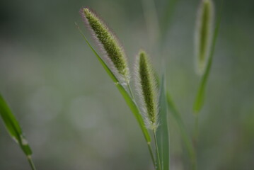 green juicy spring meadow, in spring, lawn grass, cereals, spikelet, spikelets, green herbs, in the style of minimalism beautiful bokeh, photo out of focus, abstract green drawing