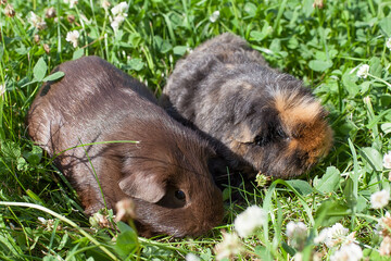 Guinea Pig, cavia porcellus, Adults standing in Heaters.