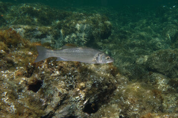 Obraz na płótnie Canvas Juvenile Bass (Dicentrarchus labrax) in Mediterranean Sea